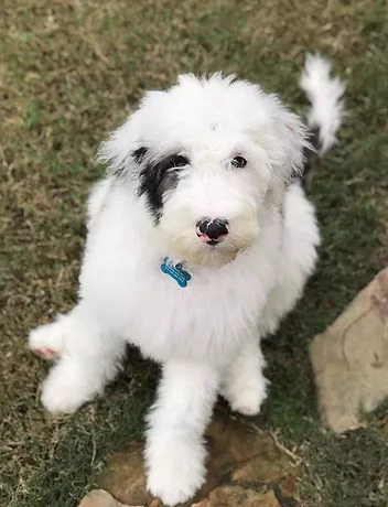 Sheepadoodle Puppies For Sale North Carolina